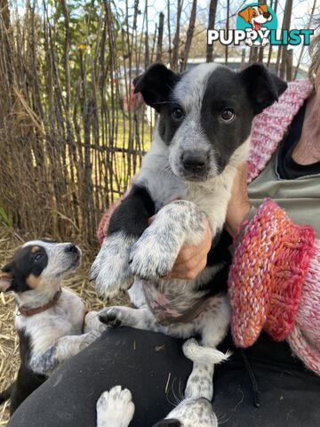 Border Collie x Blue Heeler x Kelpie Puppies