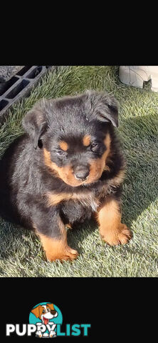 Rottweiler pups