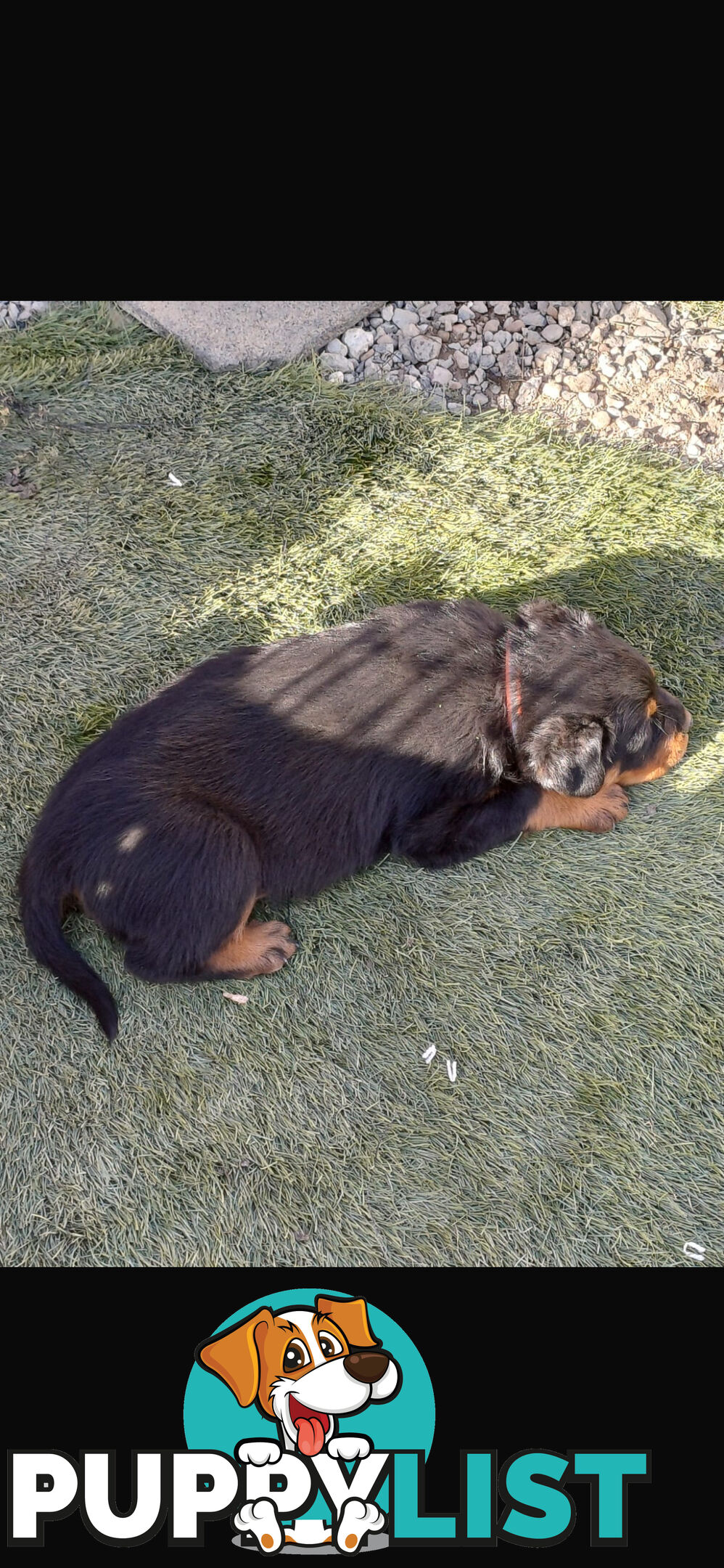 Rottweiler pups