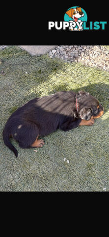 Rottweiler pups
