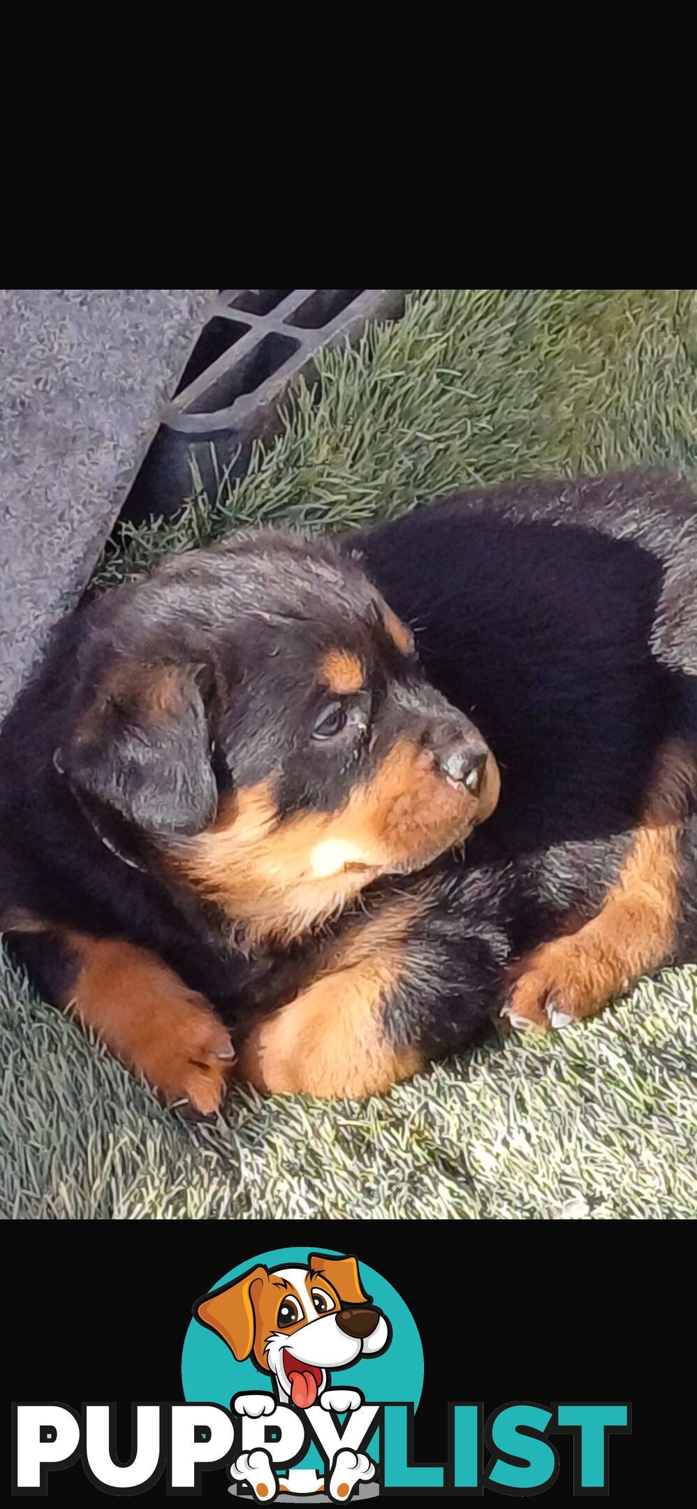 Rottweiler pups