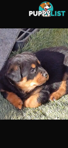 Rottweiler pups