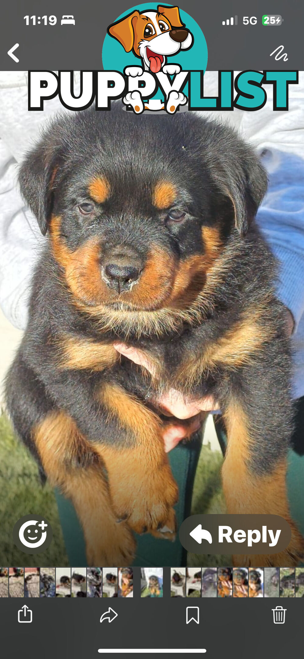 Rottweiler pups