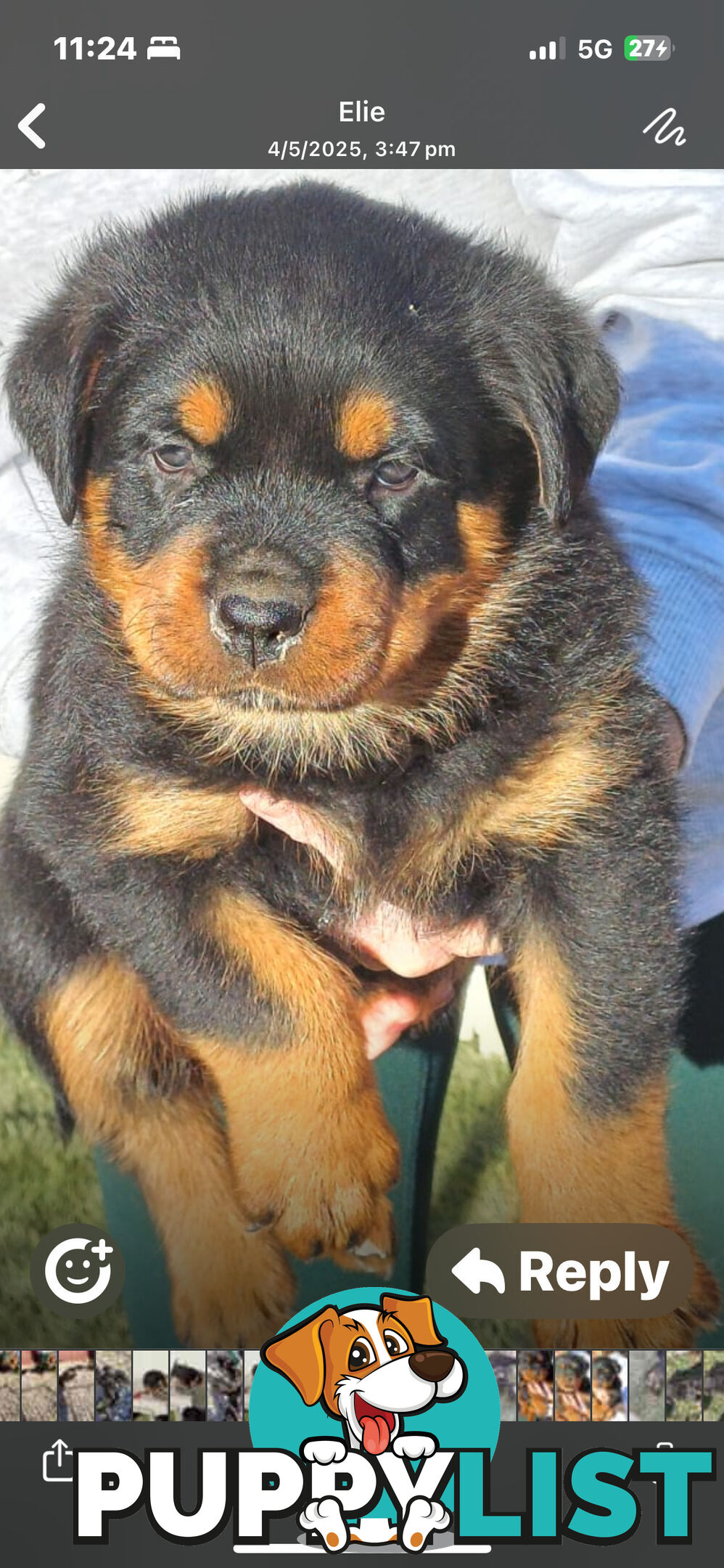 Rottweiler pups