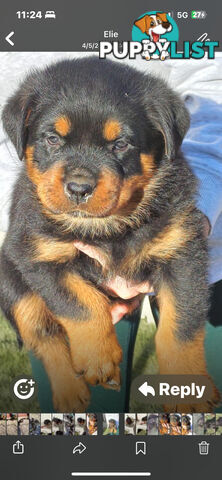 Rottweiler pups
