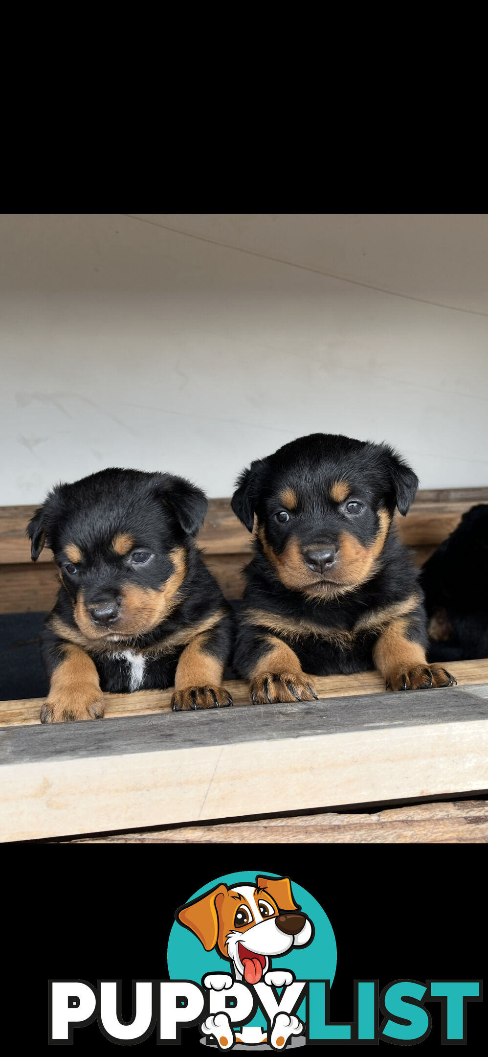 Rottweiler pups