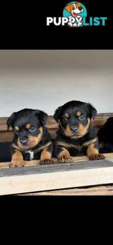 Rottweiler pups