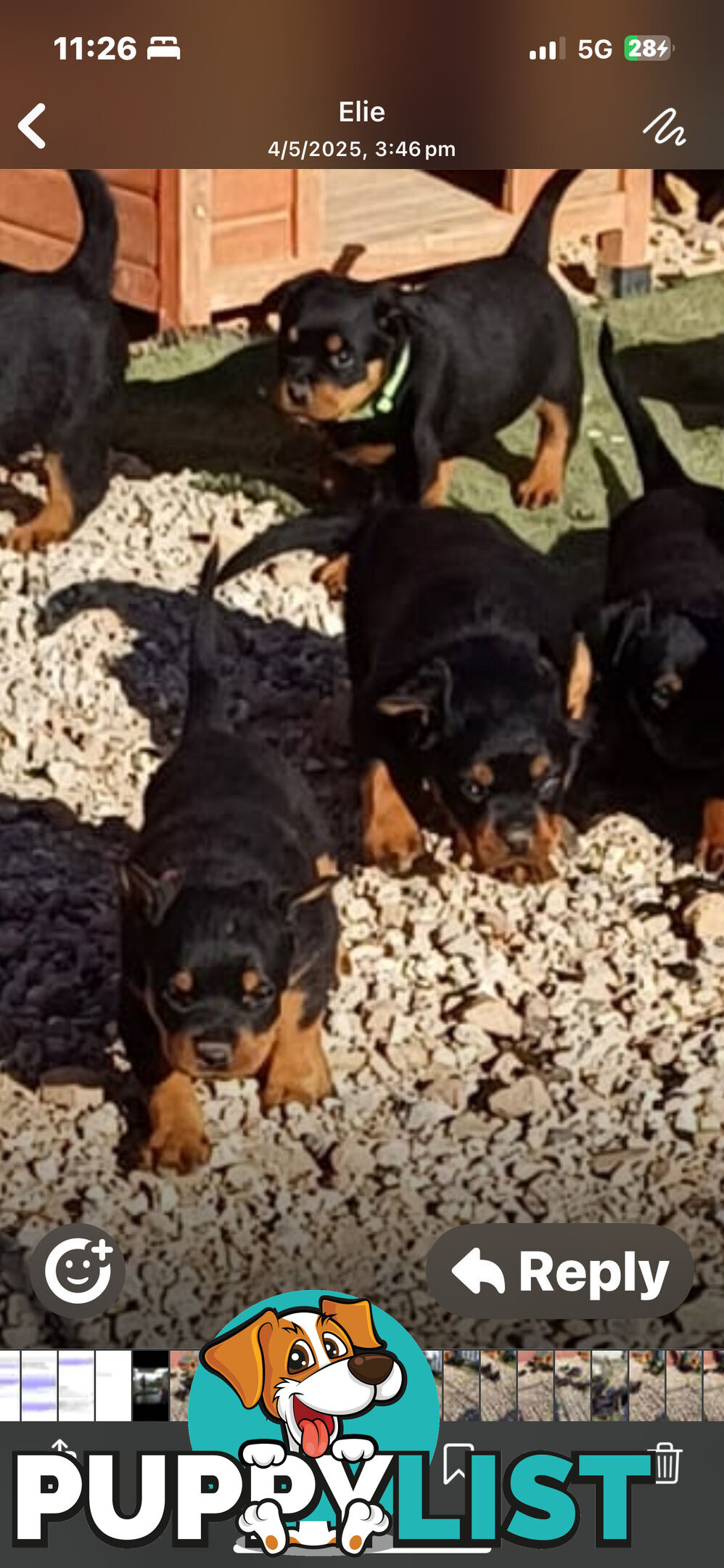 Rottweiler pups