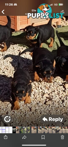 Rottweiler pups
