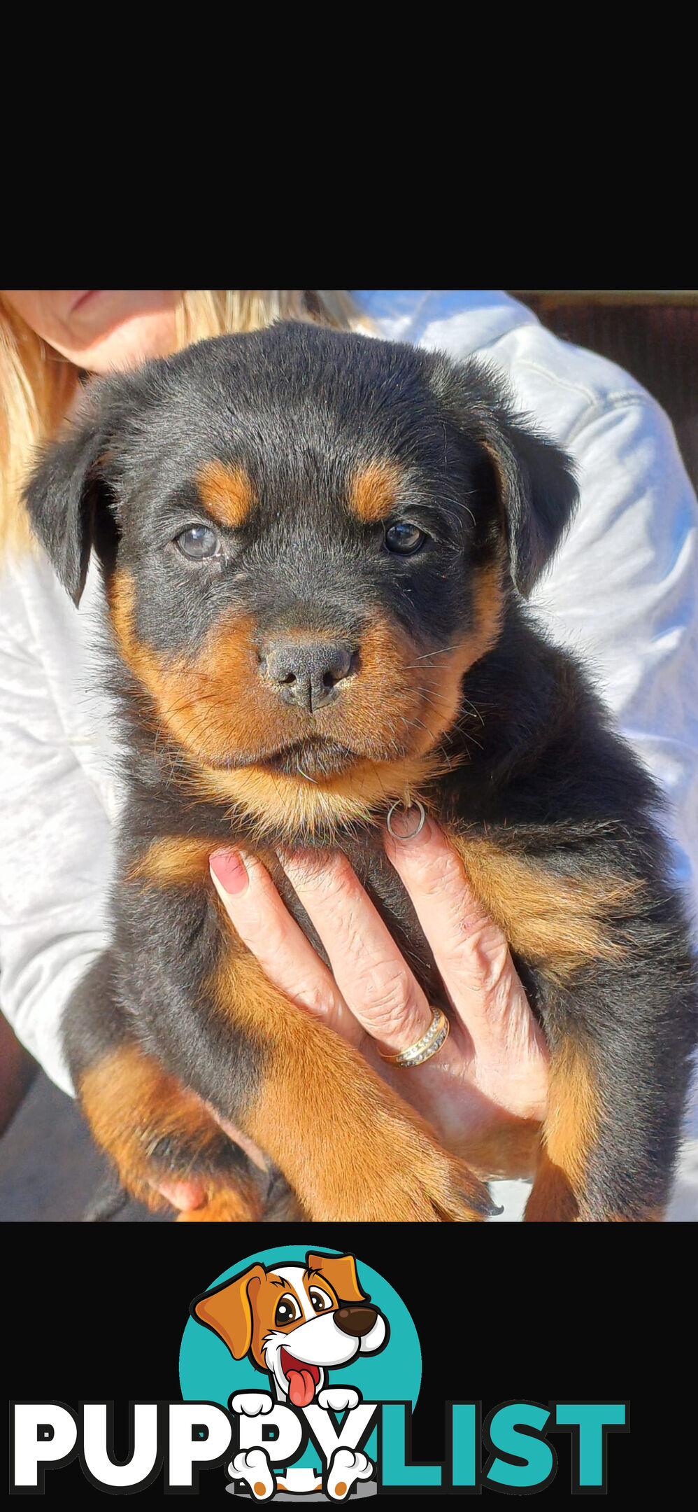 Rottweiler pups
