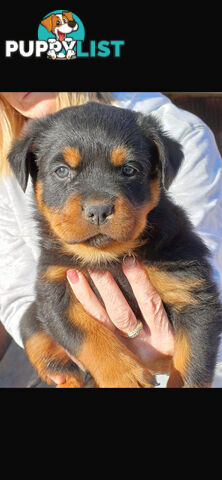 Rottweiler pups