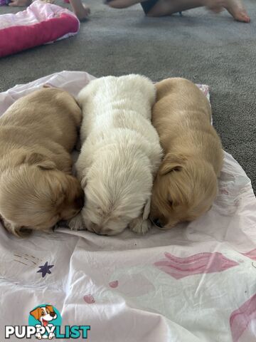 Golden Retreiver Puppies