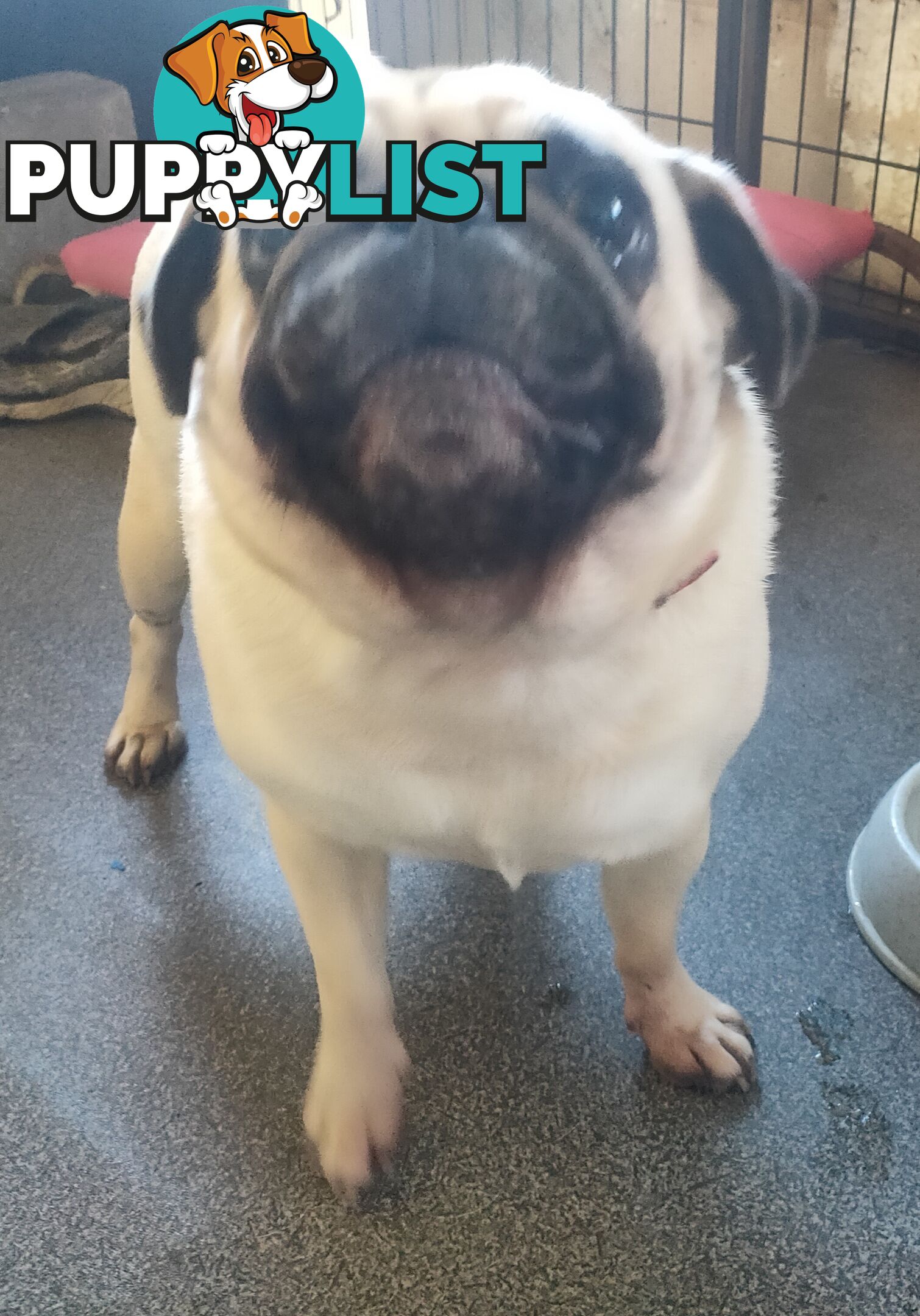 2 BONDED PUG GIRLS - READY FOR FOREVER HOME - $1300 BOTH