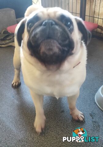 2 BONDED PUG GIRLS - READY FOR FOREVER HOME - $1300 BOTH