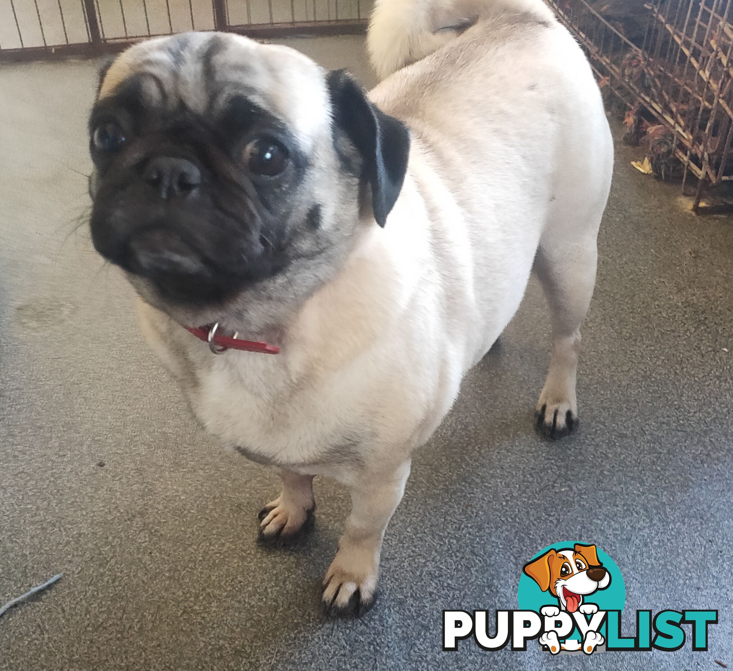 2 BONDED PUG GIRLS - READY FOR FOREVER HOME - $1300 BOTH