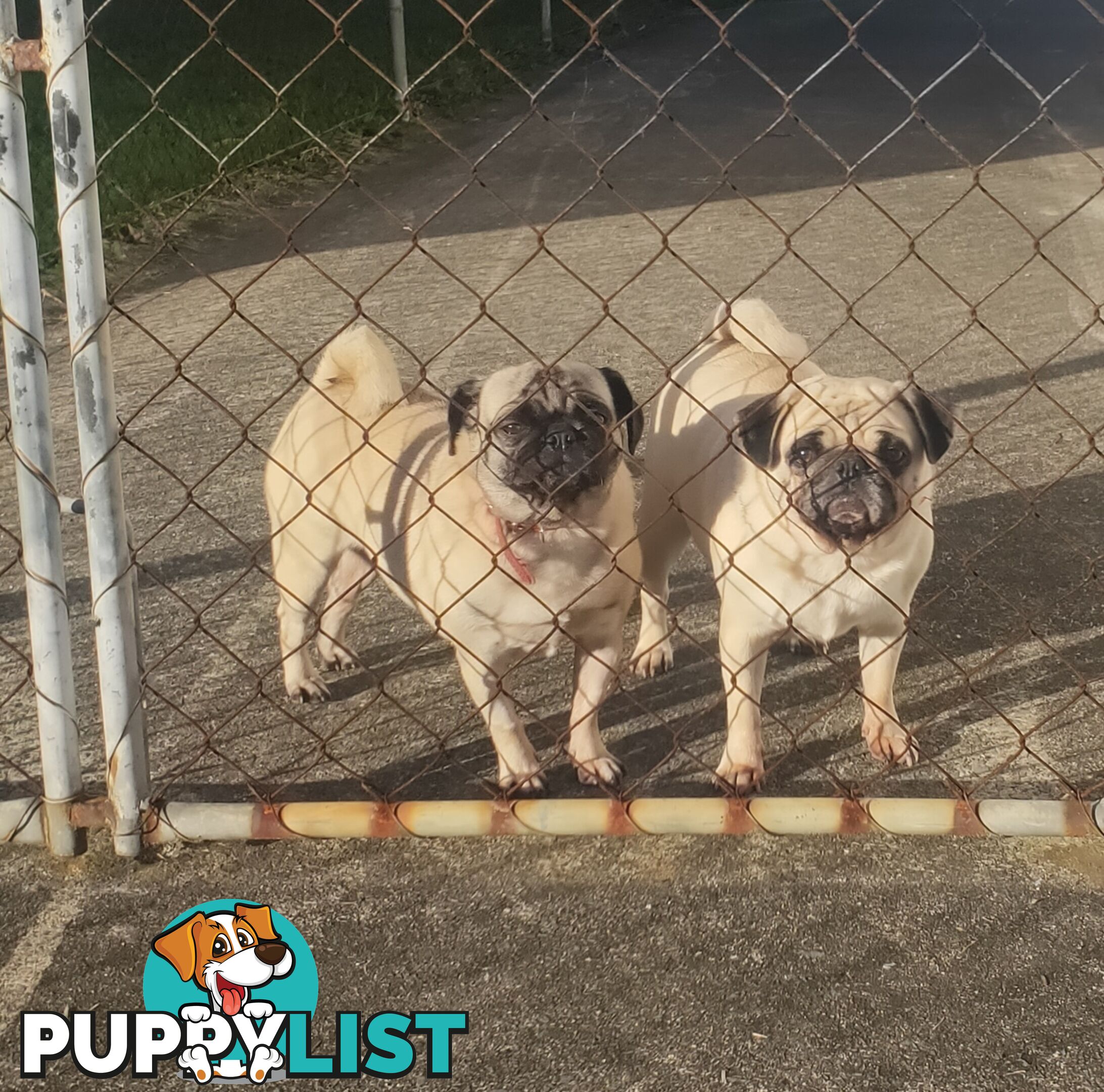 2 BONDED PUG GIRLS - READY FOR FOREVER HOME - $1300 BOTH