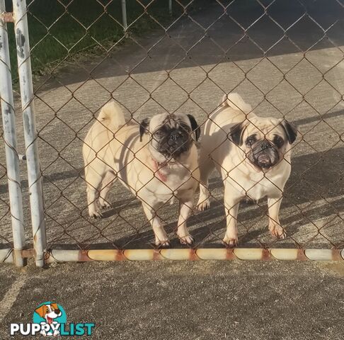 2 BONDED PUG GIRLS - READY FOR FOREVER HOME - $1300 BOTH