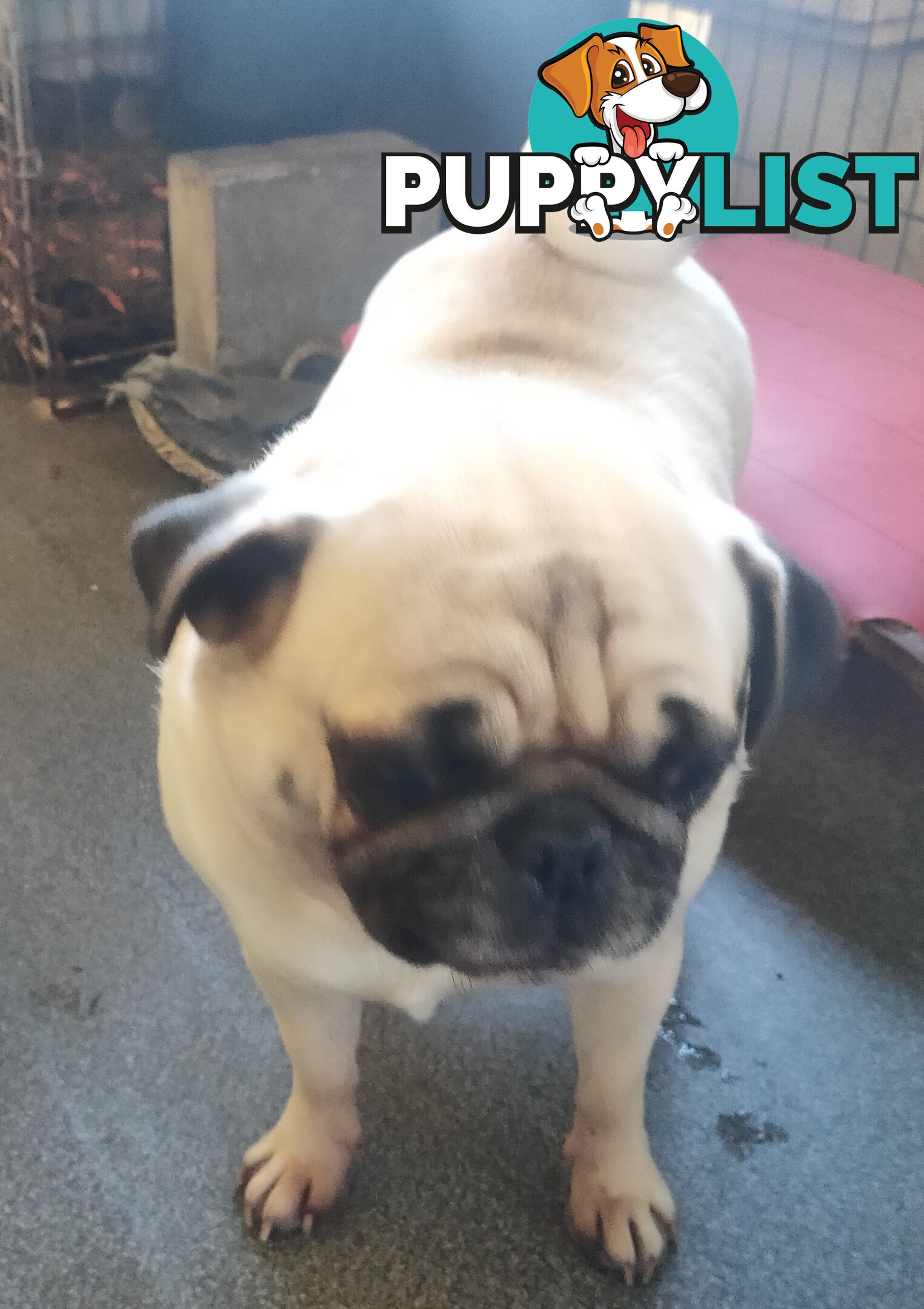 2 BONDED PUG GIRLS - READY FOR FOREVER HOME - $1300 BOTH