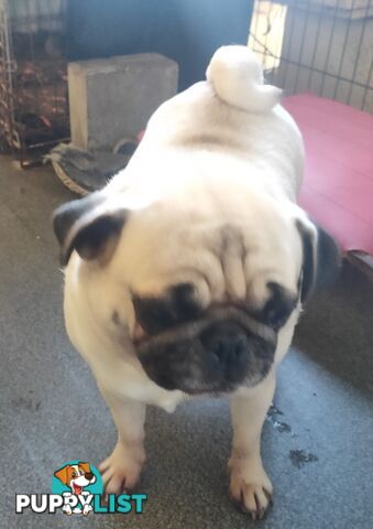 2 BONDED PUG GIRLS - READY FOR FOREVER HOME - $1300 BOTH