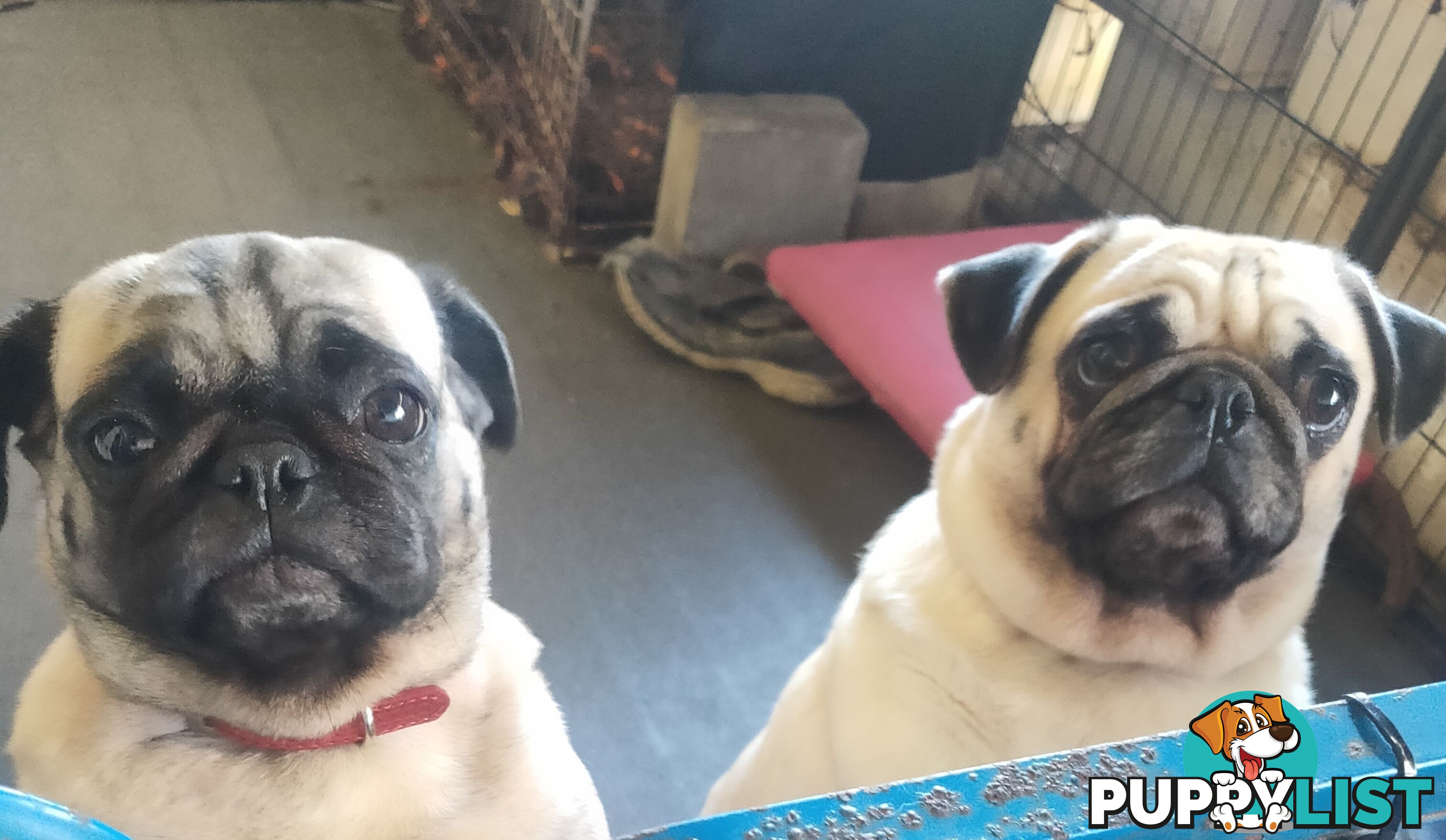 2 BONDED PUG GIRLS - READY FOR FOREVER HOME - $1300 BOTH