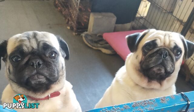 2 BONDED PUG GIRLS - READY FOR FOREVER HOME - $1300 BOTH