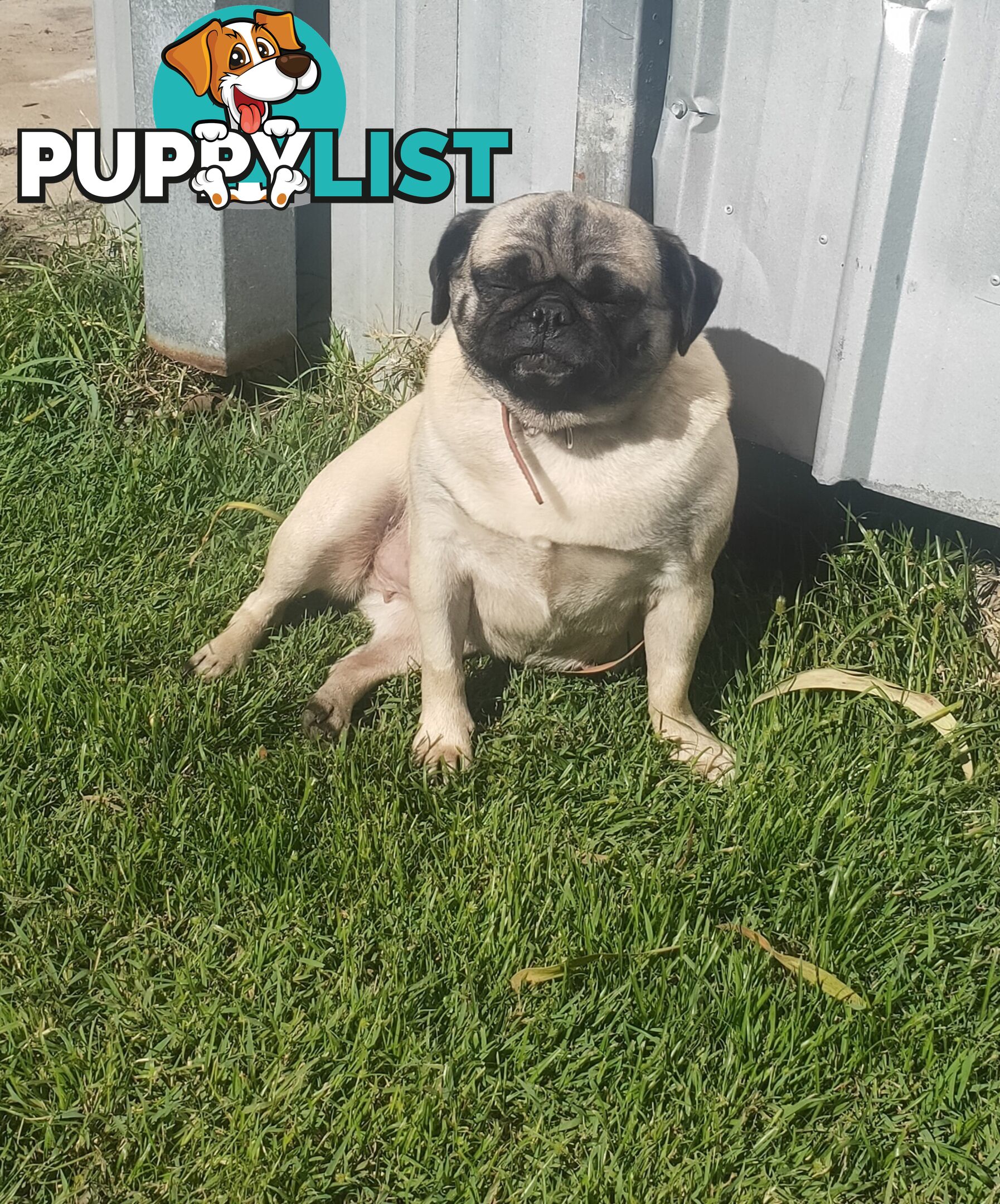 2 BONDED PUG GIRLS - READY FOR FOREVER HOME - $1300 BOTH