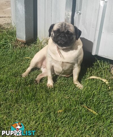 2 BONDED PUG GIRLS - READY FOR FOREVER HOME - $1300 BOTH