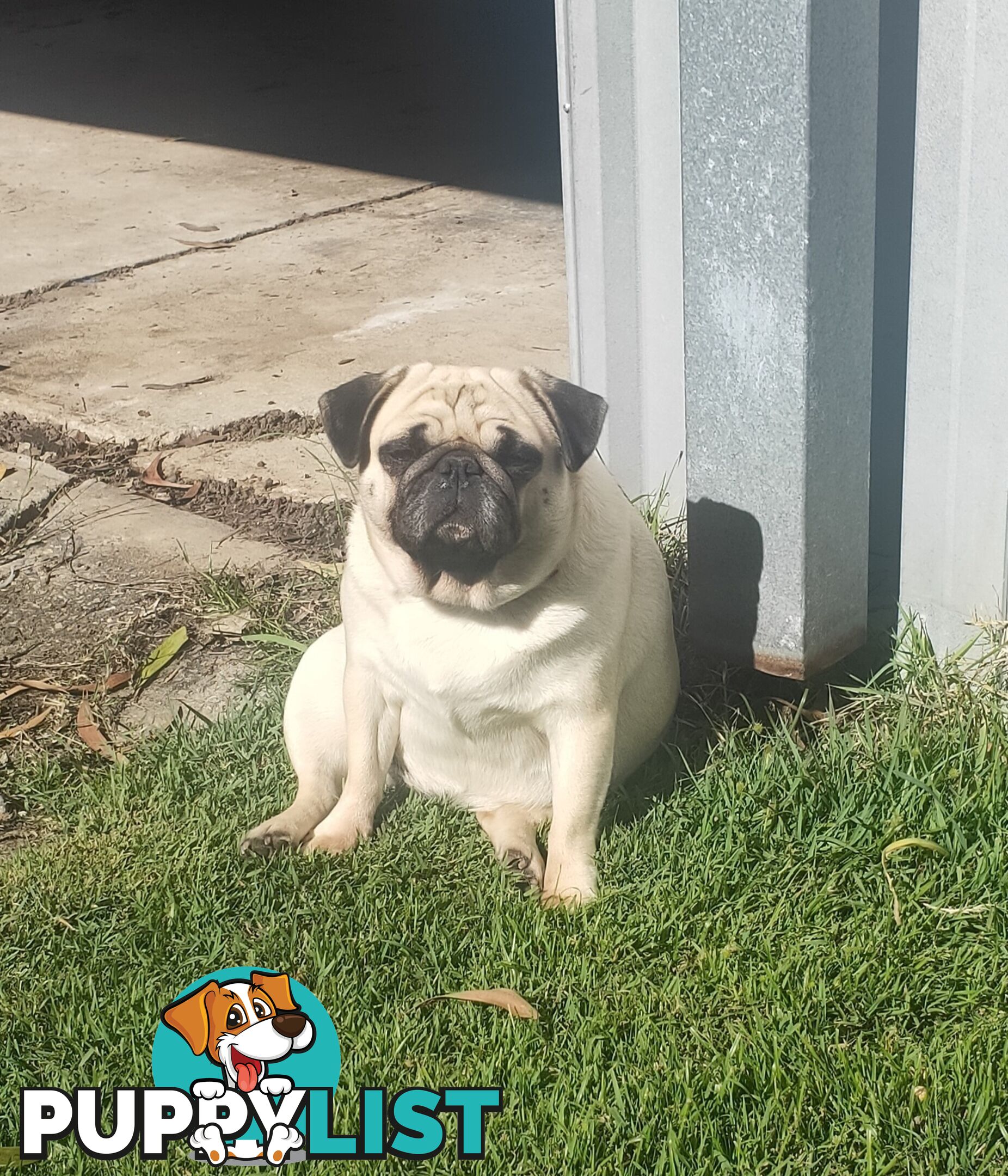 2 BONDED PUG GIRLS - READY FOR FOREVER HOME - $1300 BOTH