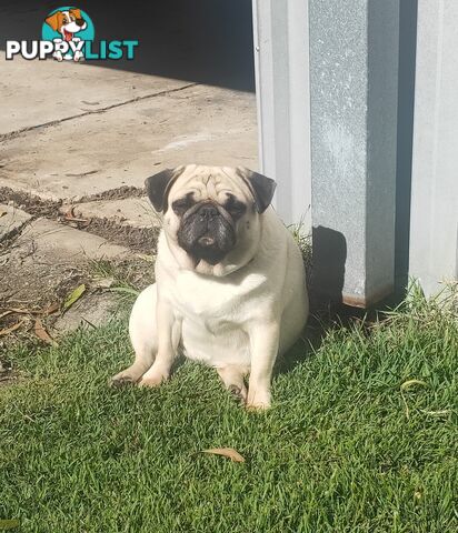2 BONDED PUG GIRLS - READY FOR FOREVER HOME - $1300 BOTH