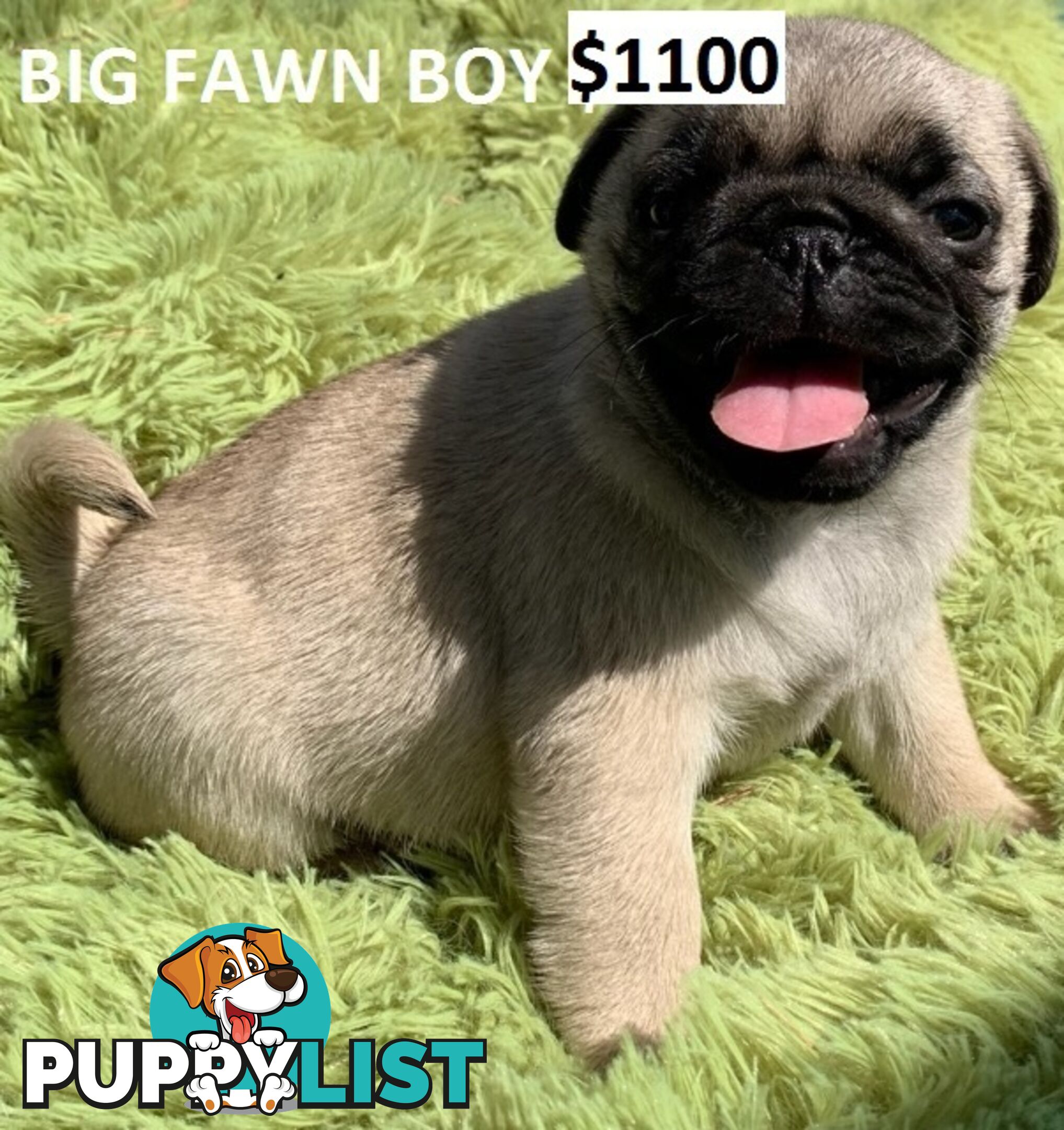 PUREBRED PUG PUPPY - FAWN MALE   -$1000 - LAST ONE