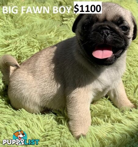 PUREBRED PUG PUPPY - FAWN MALE   -$1000 - LAST ONE