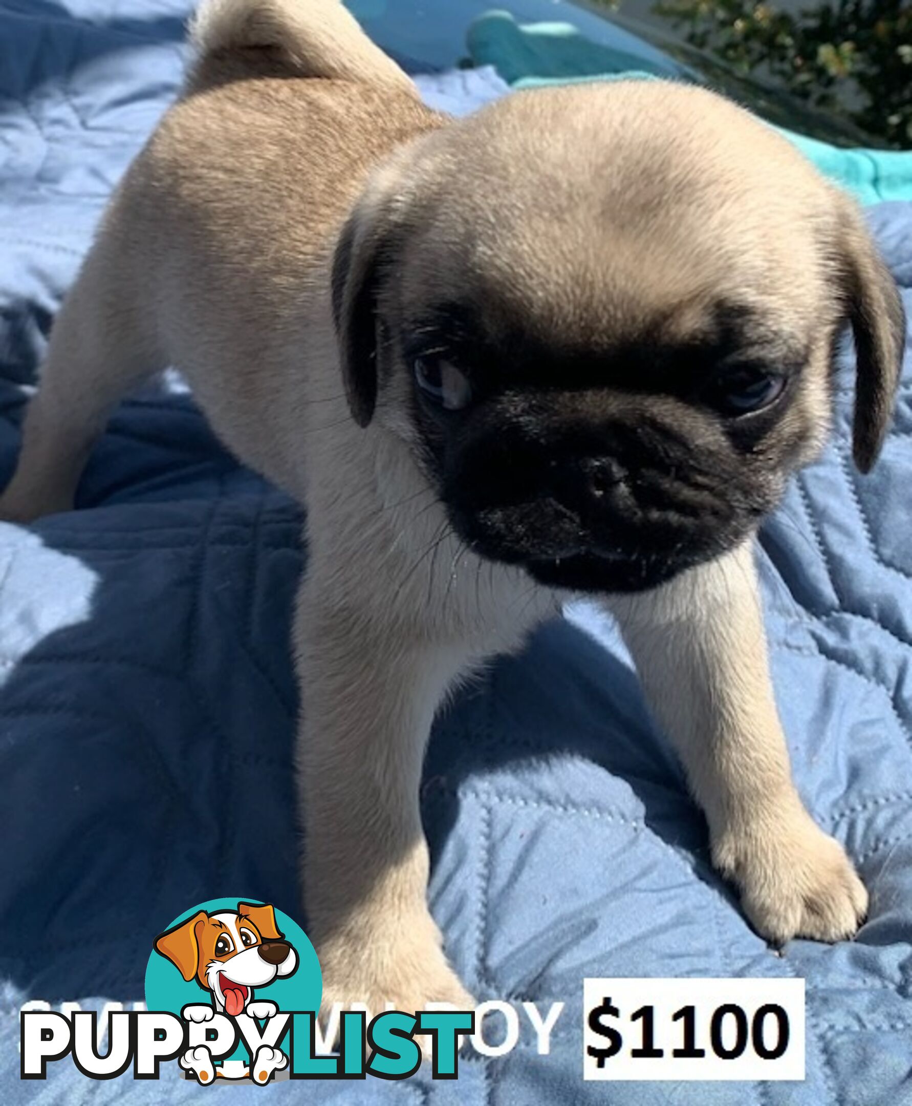 PUREBRED PUG PUPPY - FAWN MALE   -$1000 - LAST ONE