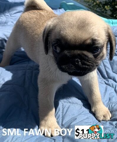 PUREBRED PUG PUPPY - FAWN MALE   -$1000 - LAST ONE