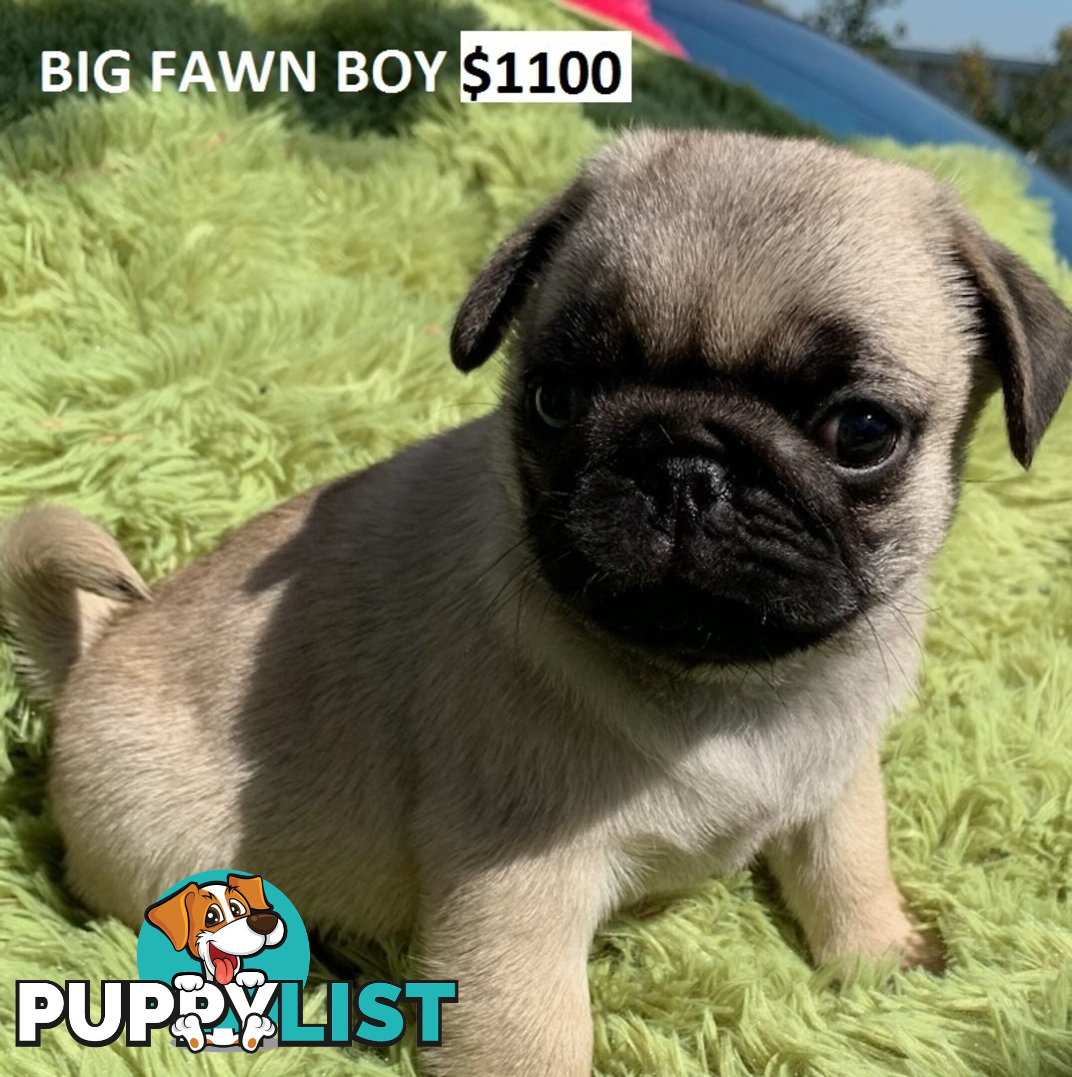 PUREBRED PUG PUPPY - FAWN MALE   -$1000 - LAST ONE