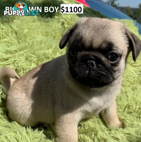 PUREBRED PUG PUPPY - FAWN MALE   -$1000 - LAST ONE