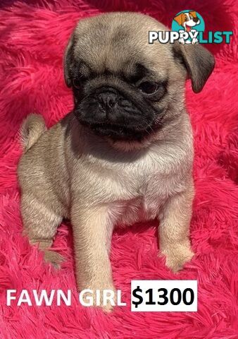 PUREBRED PUG PUPPIES - FAWN  -FROM $1000