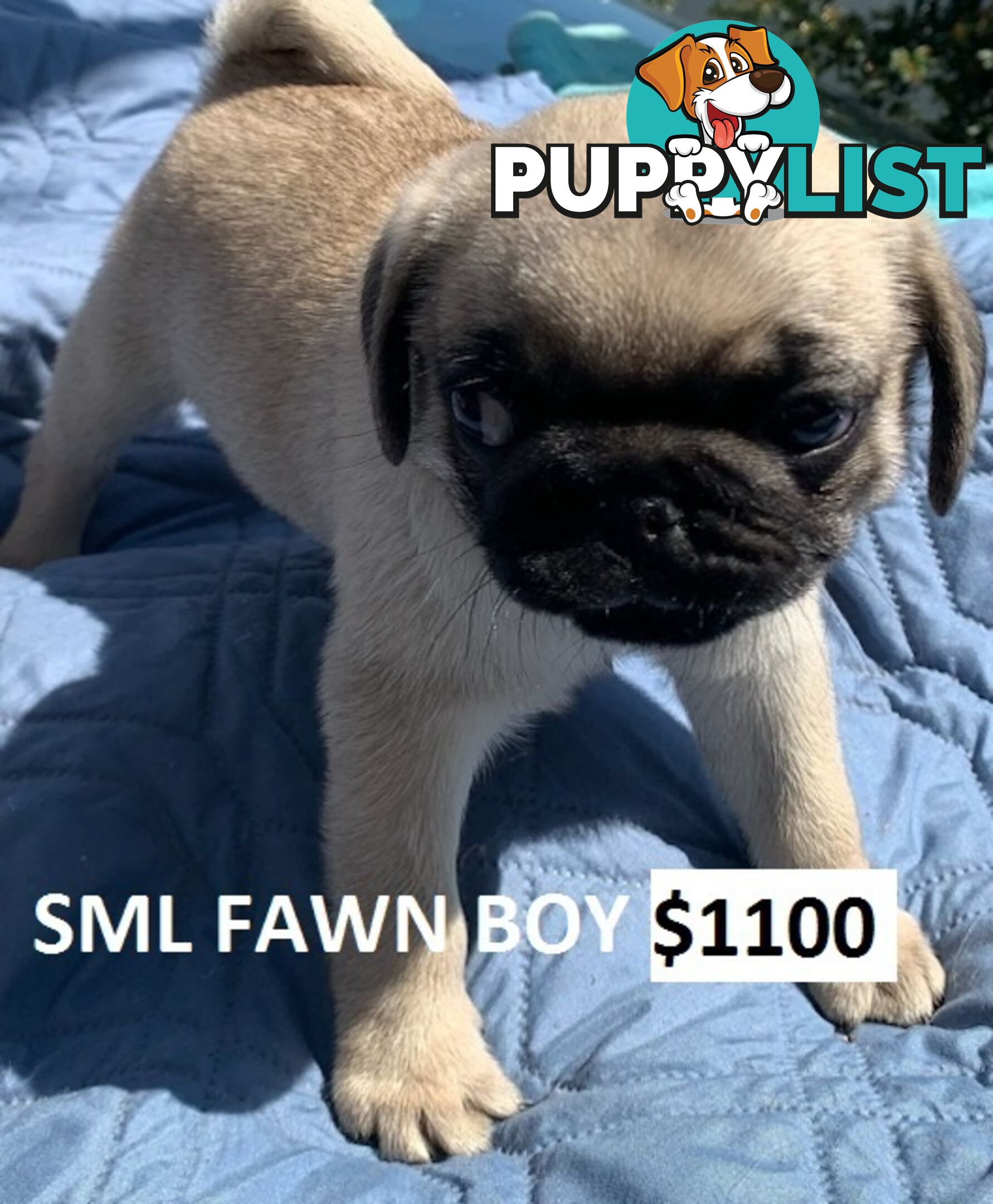 PUREBRED PUG PUPPY - FAWN MALE   -$1000 - LAST ONE