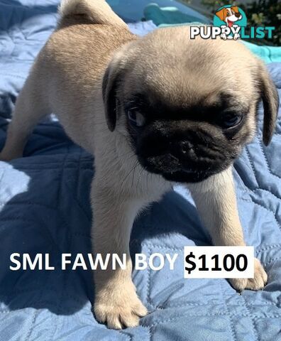 PUREBRED PUG PUPPY - FAWN MALE   -$1000 - LAST ONE