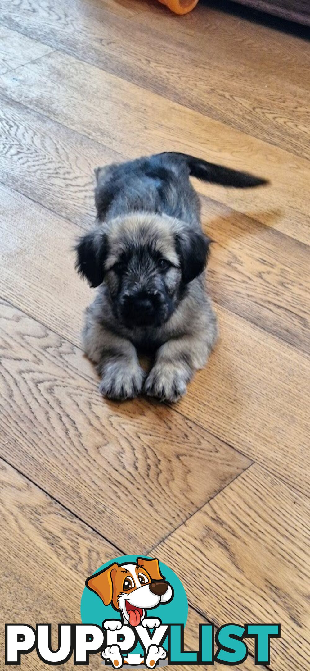 Historic Endangered Dog Breed - Pedigree SKYE TERRIER pup