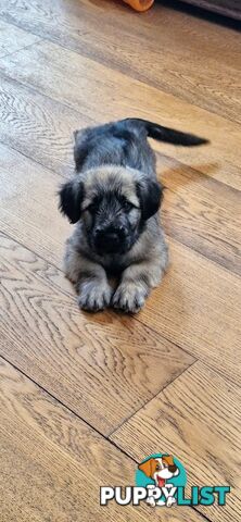 Historic Endangered Dog Breed - Pedigree SKYE TERRIER pup