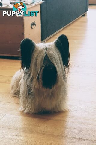 Historic Endangered Dog Breed - Pedigree SKYE TERRIER pup