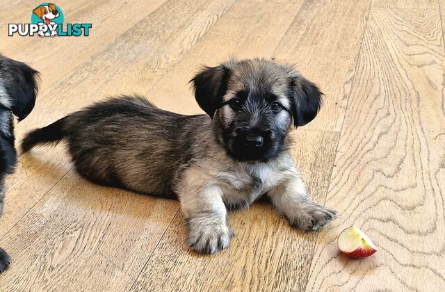 Historic Endangered Dog Breed - Pedigree SKYE TERRIER pup