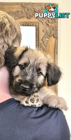 Historic Endangered Dog Breed - Pedigree SKYE TERRIER pup