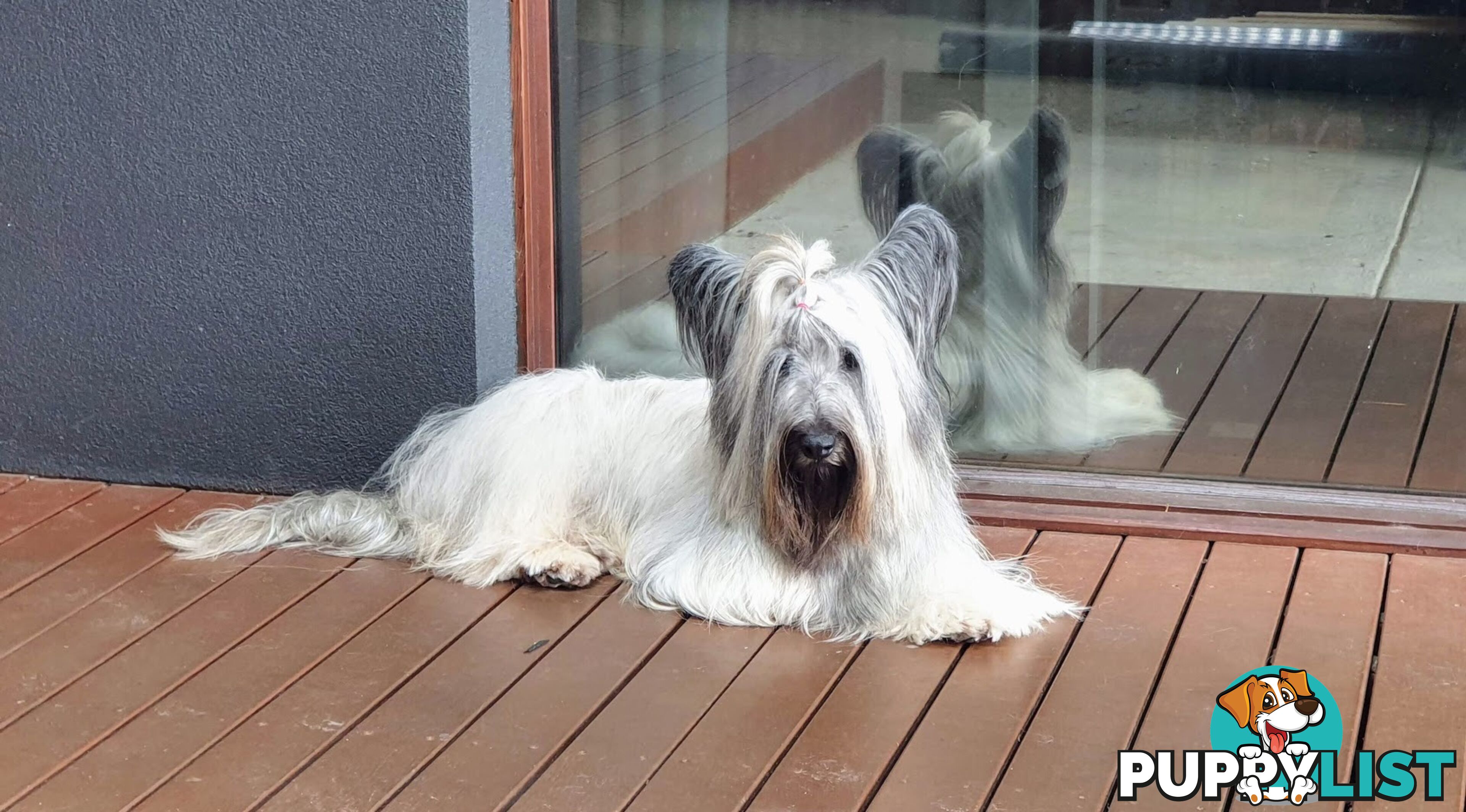 Historic Endangered Dog Breed - Pedigree SKYE TERRIER pup