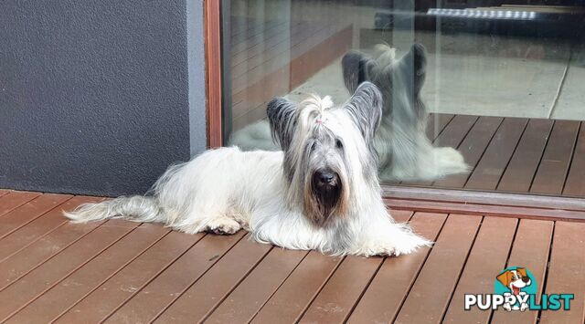 Historic Endangered Dog Breed - Pedigree SKYE TERRIER pup