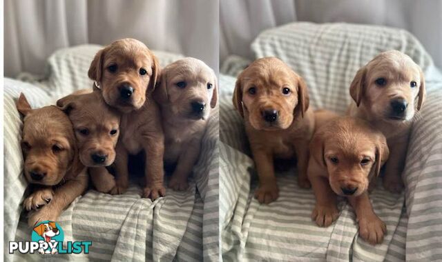 Spanador Cocker spaniel cross Labrador 7 puppies girls and boys