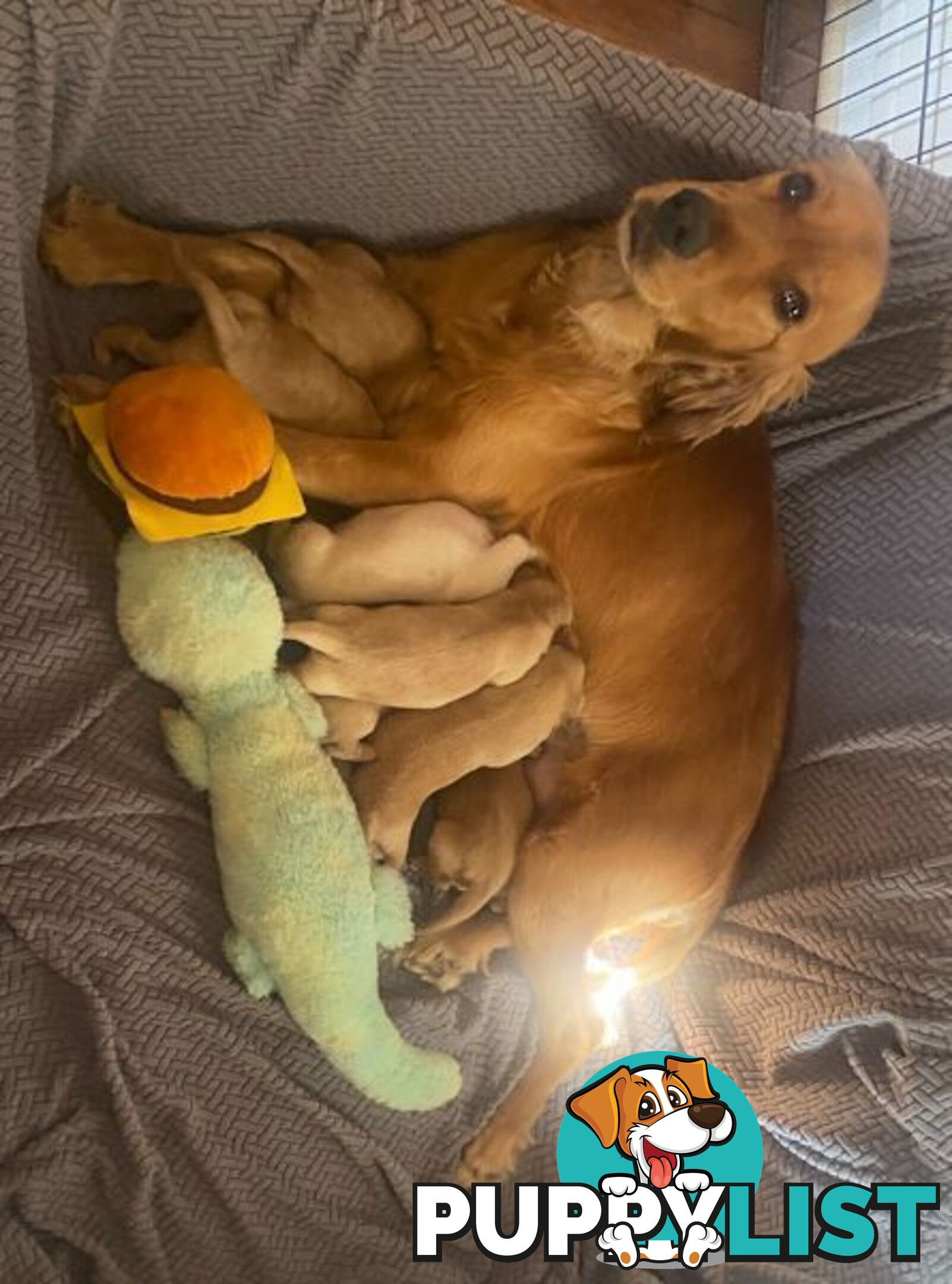 Spanador Cocker spaniel cross Labrador puppies girls and boys