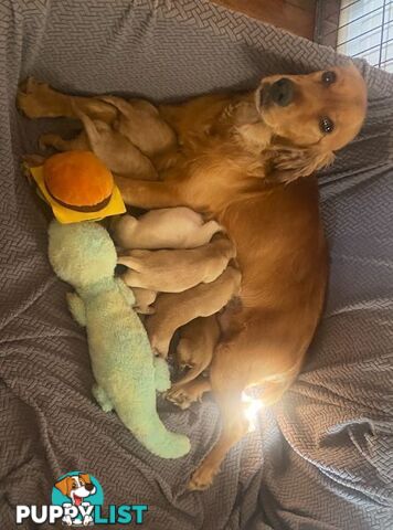 Spanador Cocker spaniel cross Labrador puppies girls and boys