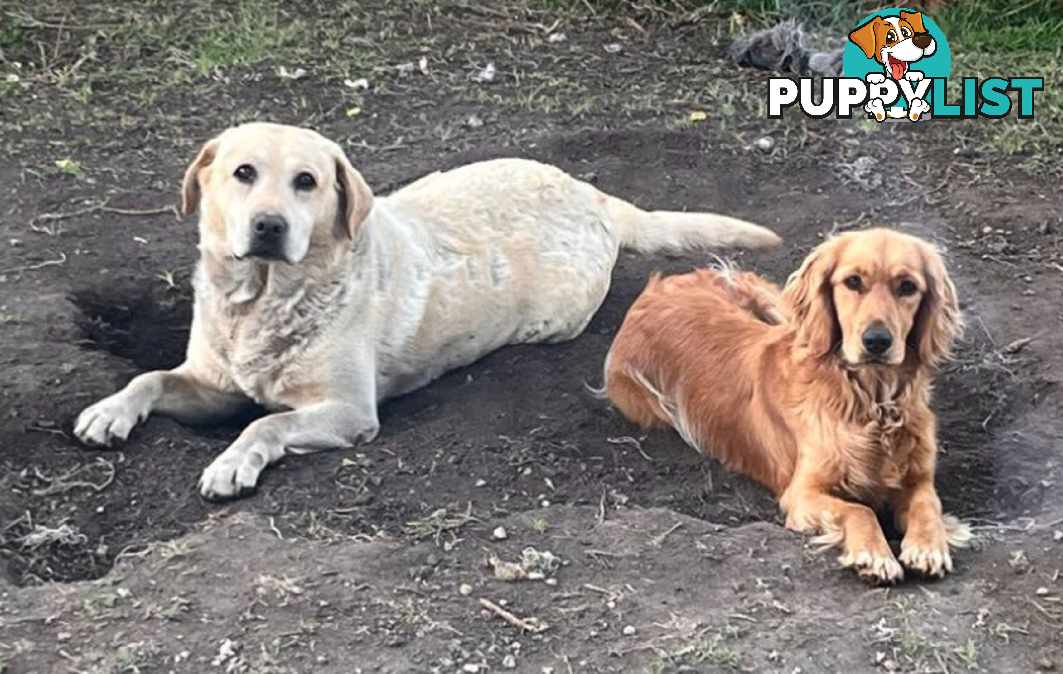 Spanador Cocker spaniel cross Labrador puppies girls and boys