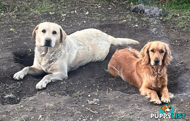 Spanador Cocker spaniel cross Labrador puppies girls and boys